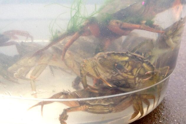 Crabbing