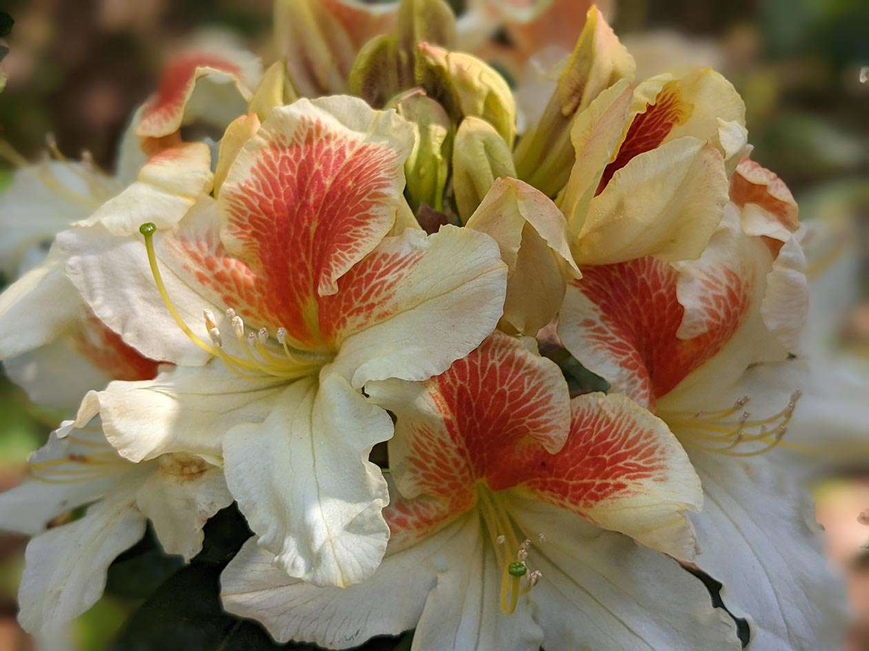 Rhododendrons, Sheringham Park